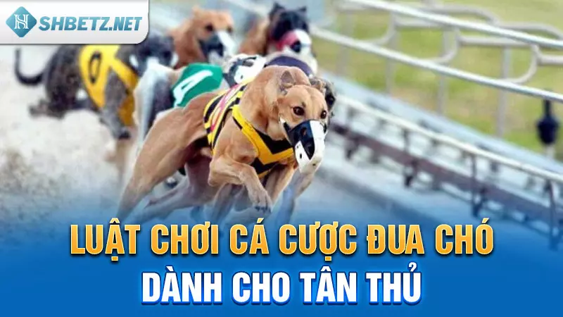 Luật chơi cá cược đua chó dành cho tân thủ